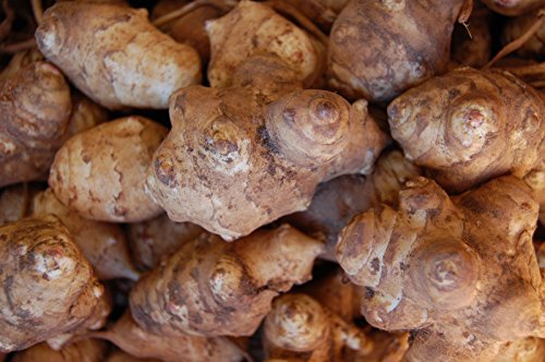 Tubérculos de Alcachofa de Jerusalén Sunroot Sunchoke Orgánicos Naturales 1 lb por Greenhouse PCA - imagen 2