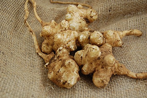 Tubérculos de Alcachofa de Jerusalén Sunroot Sunchoke Orgánicos Naturales 1 lb por Greenhouse PCA - imagen 3