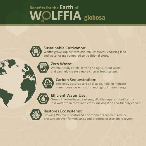 Superalimento Premium Wolffia globosa Deshidratada | Bajo en Carbohidratos, Alto en Proteínas 40% | Rico en Minerales y Vitaminas A, E, B12 | - imagen 7