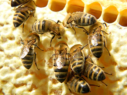 Pan de Abeja Orgánico 100% Fresco, Perga, Ambrosía, Polen Fermentado Naturalmente, 50g, Excelente Calidad, Empaque al Vacío. - imagen 6