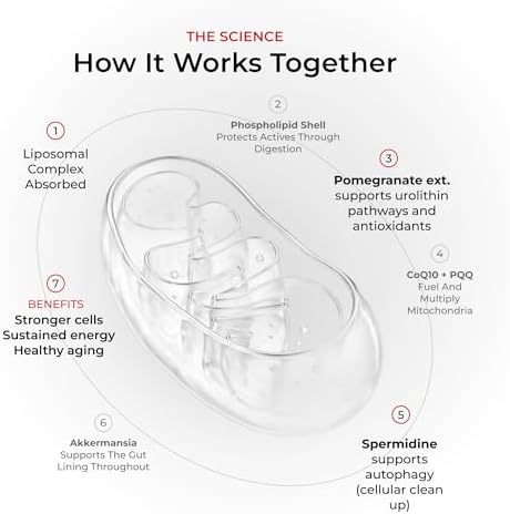 Cápsulas Neurogan Precursor Urolithin Pro+ – Soporte Mitochondrial y Energético, 1000 mg – Extracto Liposomal de Granada, CoQ10, Spermidina y PQQ – - imagen 6