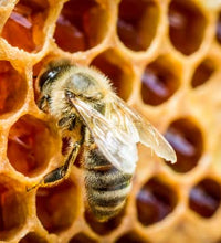 Propóleos de abeja verificado en laboratorio