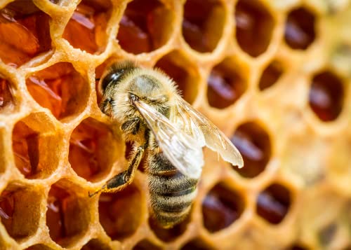 Propóleos de abeja verificado en laboratorio