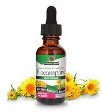 Raíz de Elecampane orgánica para salud