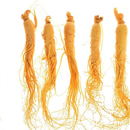 raíz de ginseng fresco natural