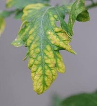 Reduce el estrés en plantas con silicato