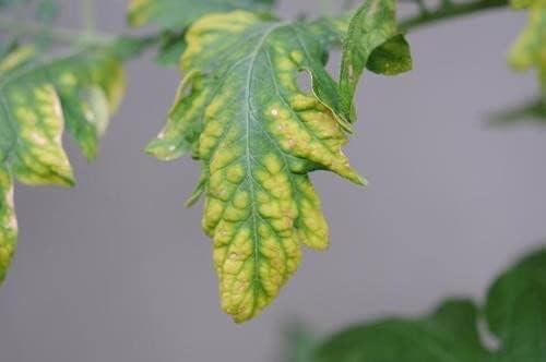 Reduce el estrés en plantas con silicato