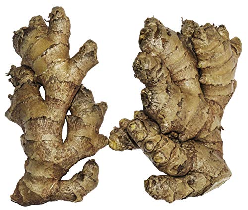 rizomas de jengibre comestible para cultivar