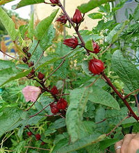 rosella roja para té saludable
