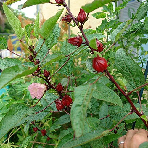rosella roja para té saludable