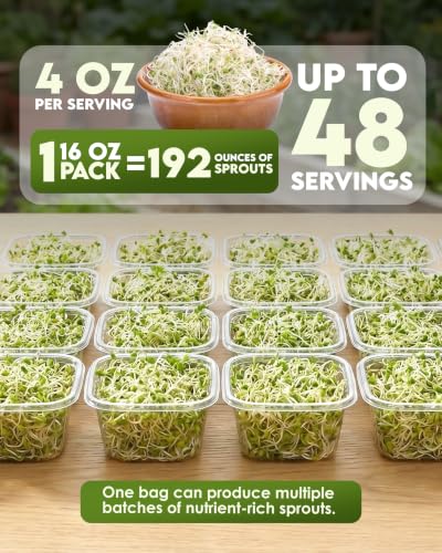 semillas de alfalfa para ensaladas frescas