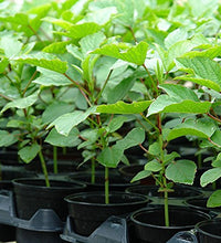 semillas de hibisco para jardín