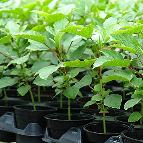 semillas de hibisco para jardín