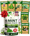 semillas de menta para cultivar