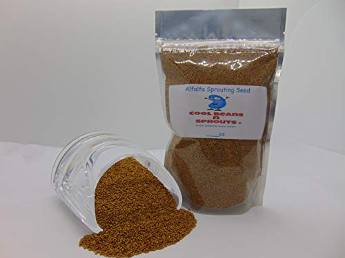 semillas de microgreens de alfalfa frescas