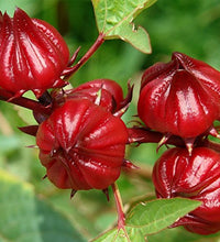 semillas de rosella roja orgánicas