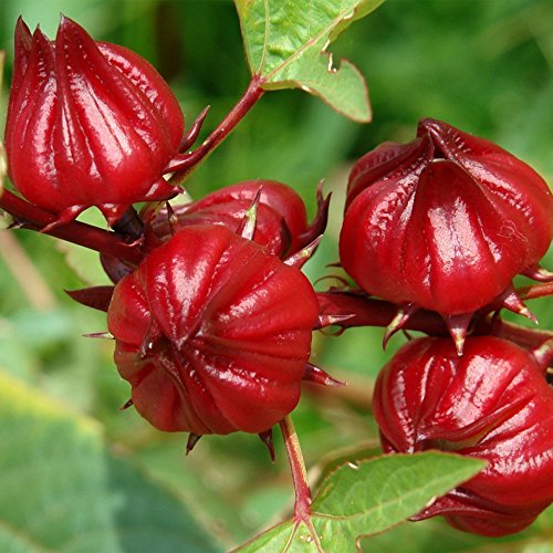 semillas de rosella roja orgánicas