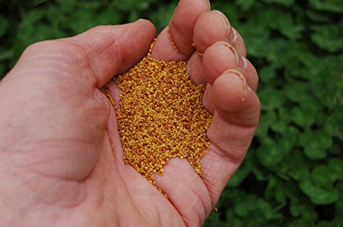 Semillas no-GMO para tu jardín