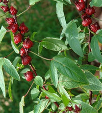 semillas para infusiones naturales