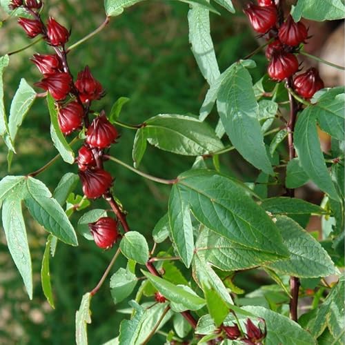 semillas para infusiones naturales
