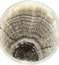 set de 10 placas de agar preparadas