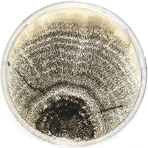 set de 10 placas de agar preparadas