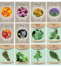 set de hierbas medicinales variadas