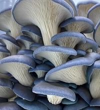 set de hongos ostra para principiantes