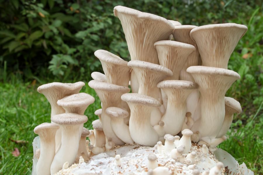 setas Pleurotus eryngii en casa