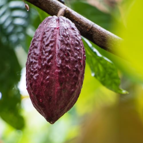 suplemento de cacao para bienestar