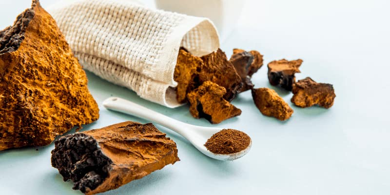 Suplemento de chaga para inmunidad
