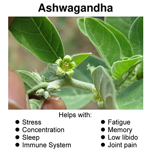 Suplemento de raíz de Ashwagandha orgánica