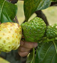 Suplemento natural de noni hawaiano