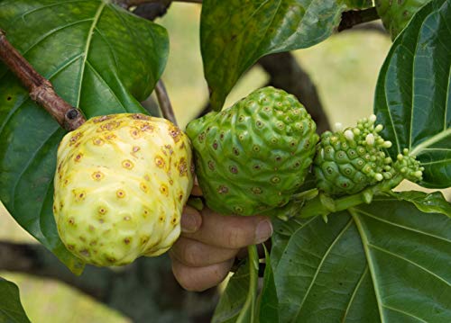 Suplemento natural de noni hawaiano
