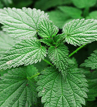 té herbal vegano de calidad