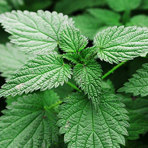 té herbal vegano de calidad
