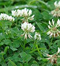 Trébol blanco sin semillas de maleza