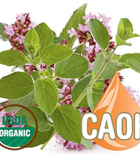 uso del aceite de orégano en cocina