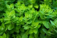 uso del aceite de orégano en la alimentación