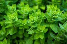 uso del aceite de orégano en la alimentación