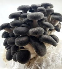 variedades de micelio vivo para germinación