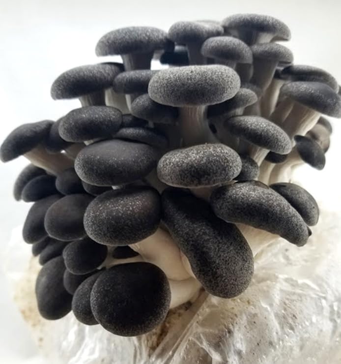 variedades de micelio vivo para germinación